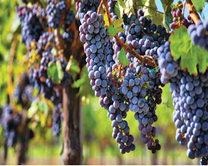 Ten Wines