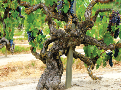 California Zinfandel Trail