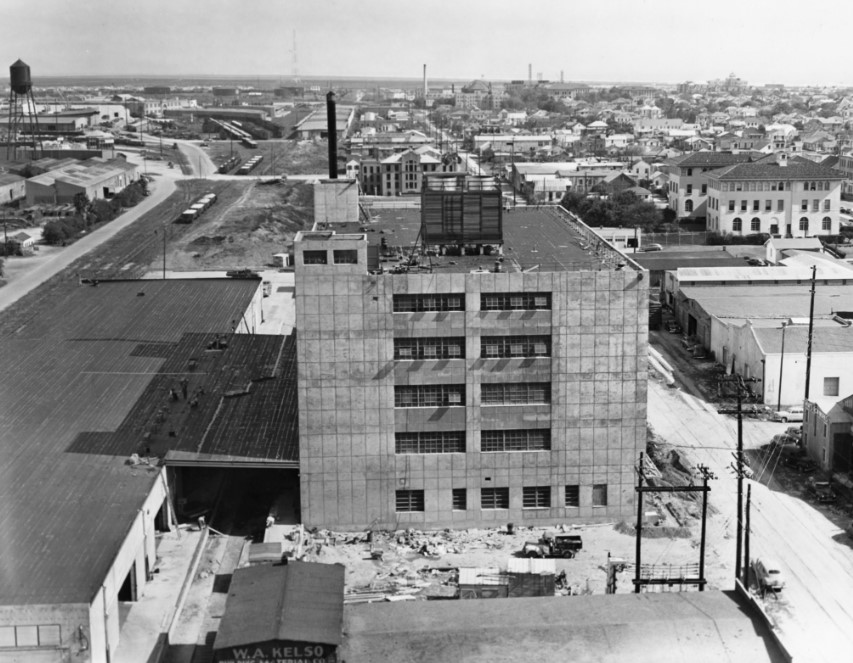 Lipton Tea Plant