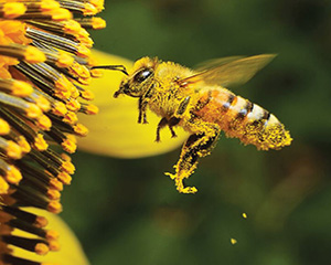 Bee Friendly