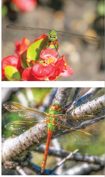 Dragonflies