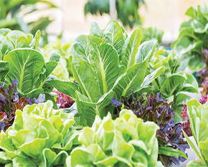 Fall Gardens