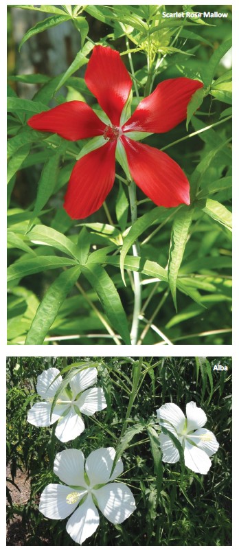 Hibiscus