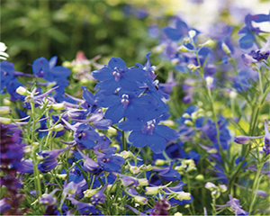Winter Gardening