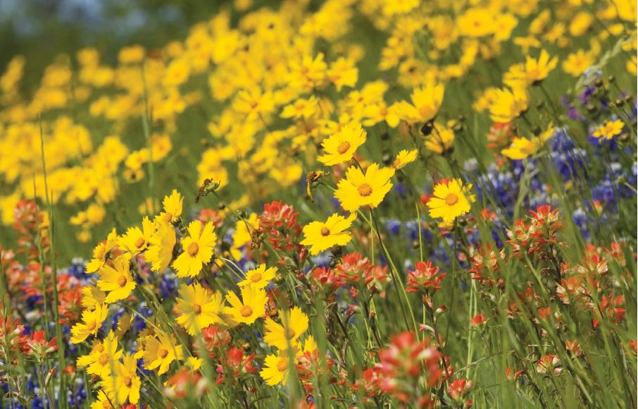 wildfloers