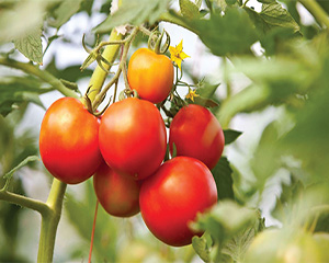 Tomato Companions