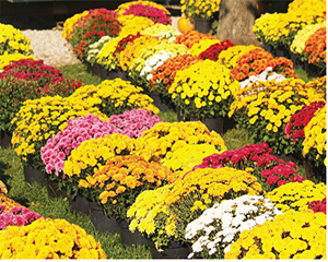 Chrysanthemums
