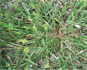 Grass Burrs