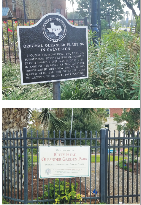 Oleanders