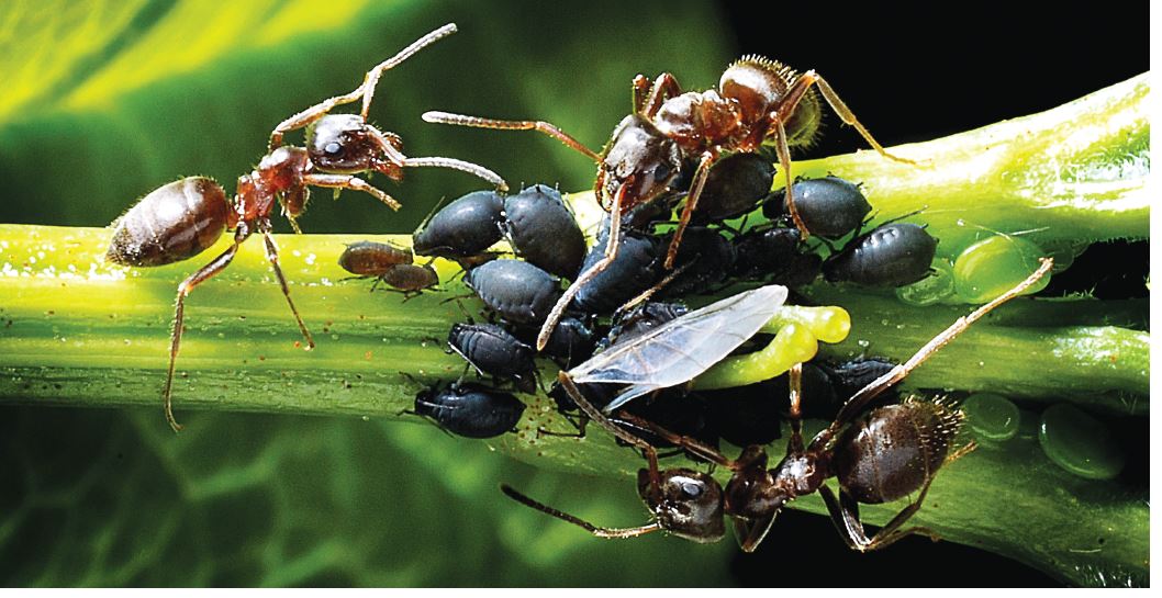 Pests In Your Garden