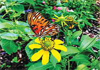 August Gardens