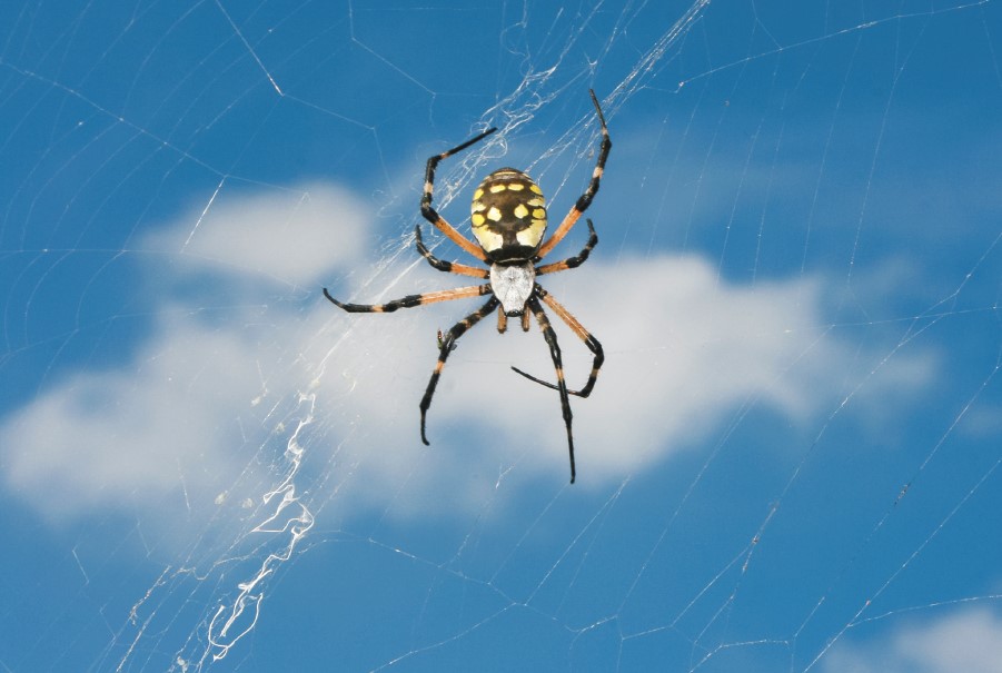 Garden Spider