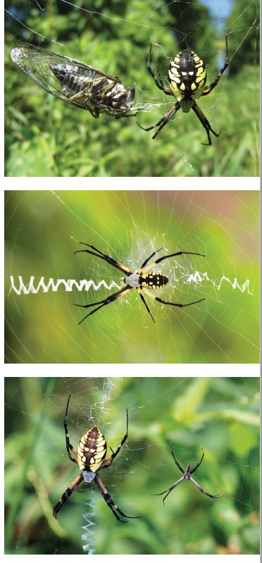 Garden Spider