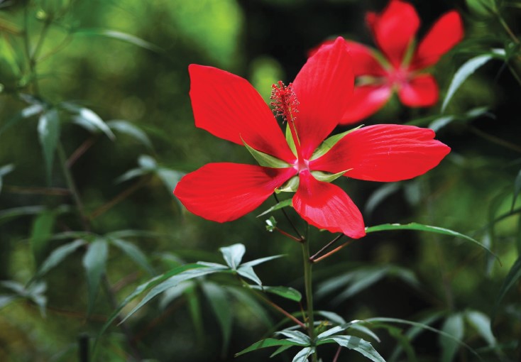 Hibiscus Cousins