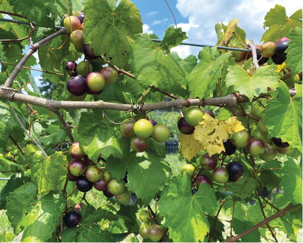 Muscadine