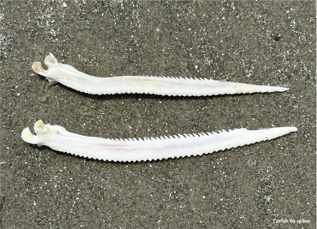Bones