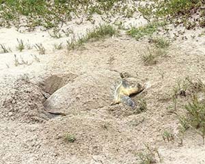 Ridley Turtles