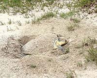 Turtles Came Back