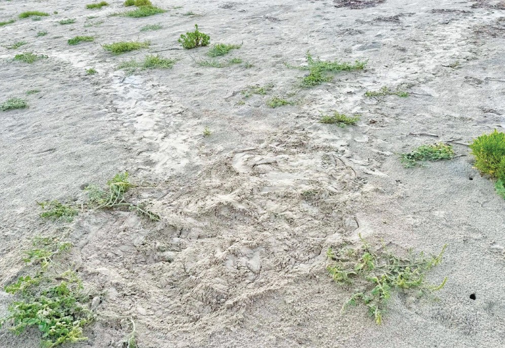 RIdley Turtles