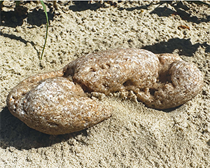 Ridley Turtles