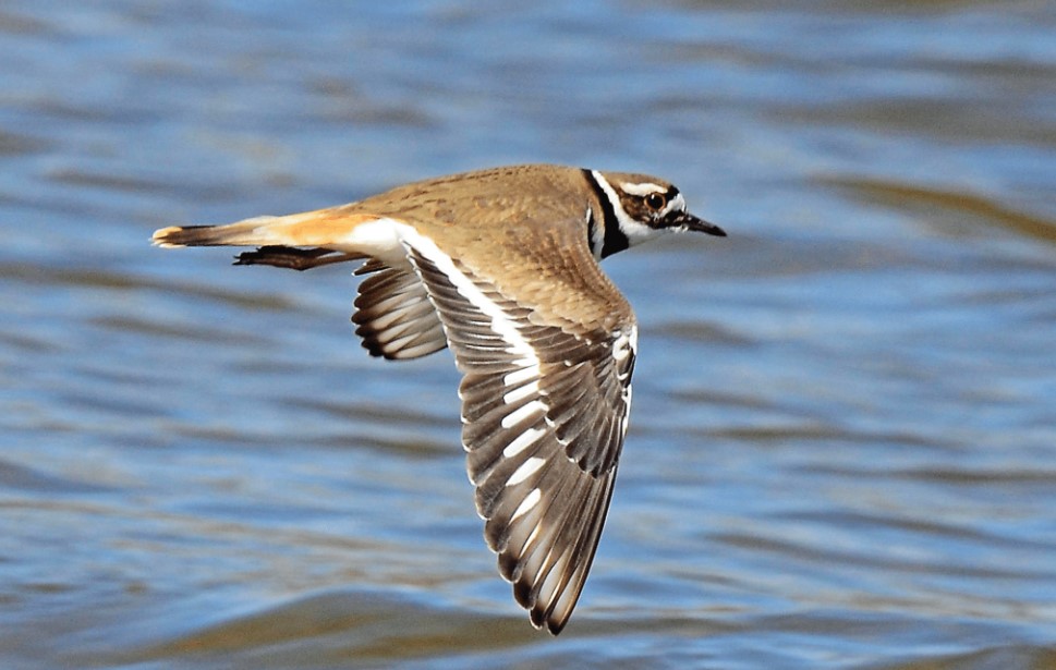 Killdeer