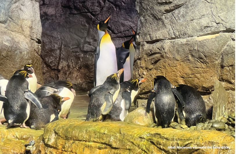 Penguins